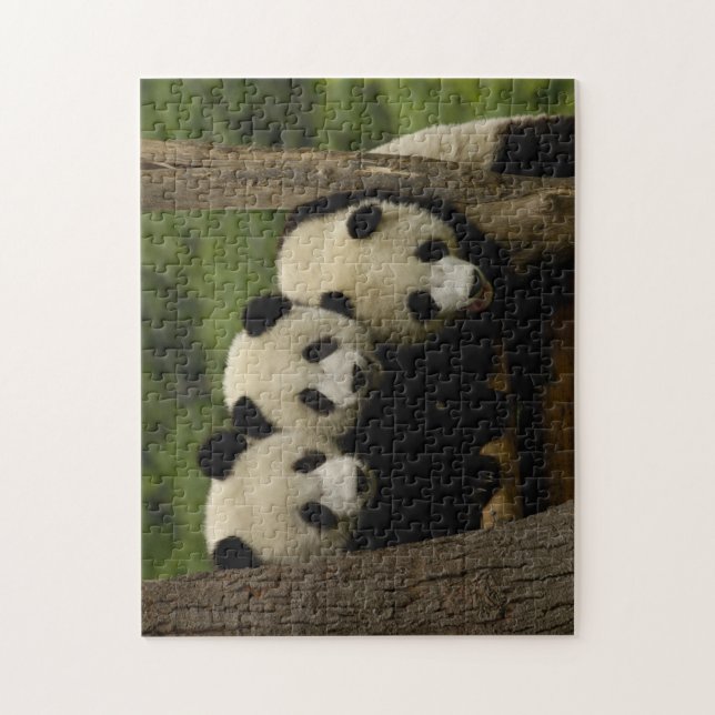 Quebra-cabeça bebês de panda gigante Ailuropoda melanoleuca) (Vertical)