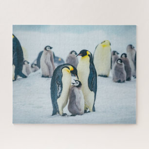 Quebra-cabeça Bebês Mais Pobres   Alimentos para pinguins bebês