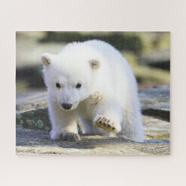 Quebra-cabeça Bebês Mais Pobres | Bebê-Urso Polar (Horizontal)