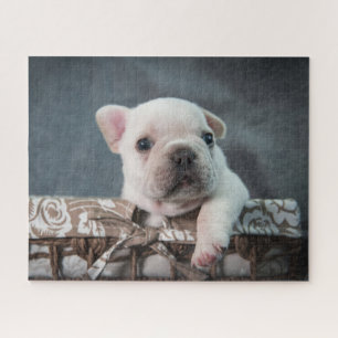 Quebra-cabeça Bebês Mais Pobres Buldogue francês