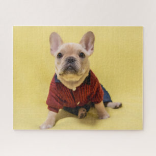 Quebra-cabeça Bebês Mais Pobres   Buldogue francês vestido
