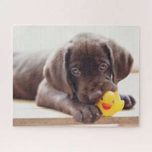 Quebra-cabeça Bebês Mais Pobres Chocolate Labrador Puppy