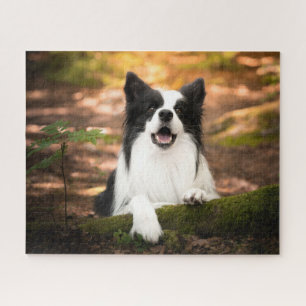 Quebra-cabeça Bebês Mais Pobres Collie Preto e Branco