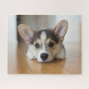 Quebra-cabeça Bebês Mais Pobres Corgi Puppy Olhando