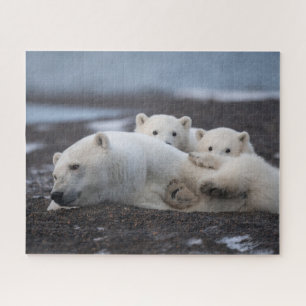 Quebra-cabeça Bebês Mais Pobres   Família Polar Bear Alaska