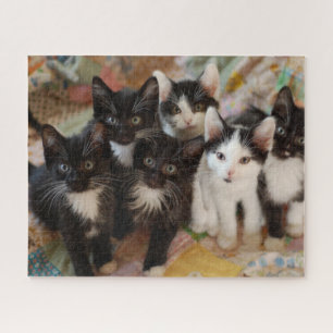 Quebra-cabeça Bebês Mais Pobres Gatinhos Pretos e Brancos