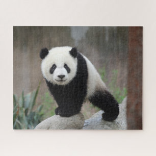 Quebra-cabeça Bebês Mais Pobres Giant Panda Baby