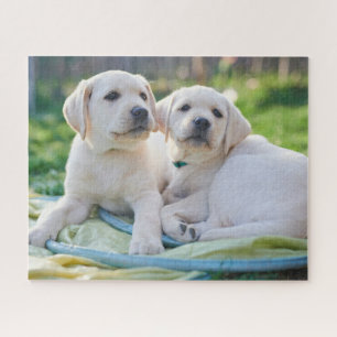 Quebra-cabeça Bebês Mais Pobres Labrador Amarelo Retrievers
