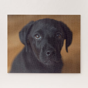 Quebra-cabeça Bebês Mais Pobres Labrador Preto