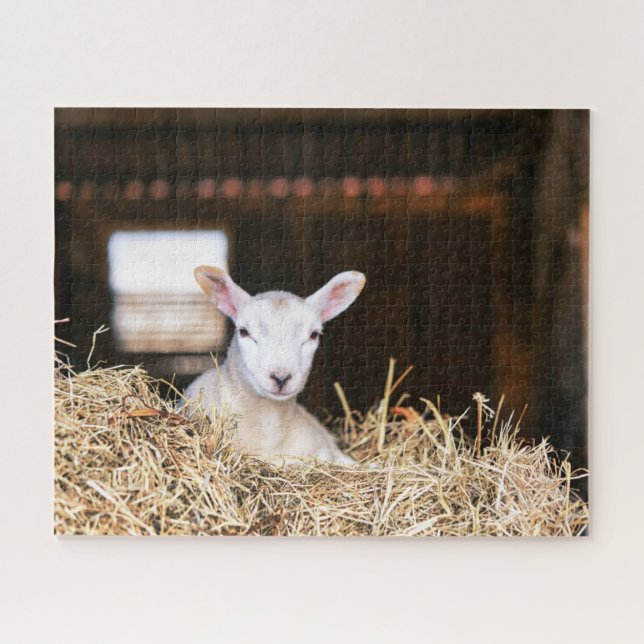 Quebra-cabeça Bebês Mais Pobres | Lamas recém-nascidas (Horizontal)