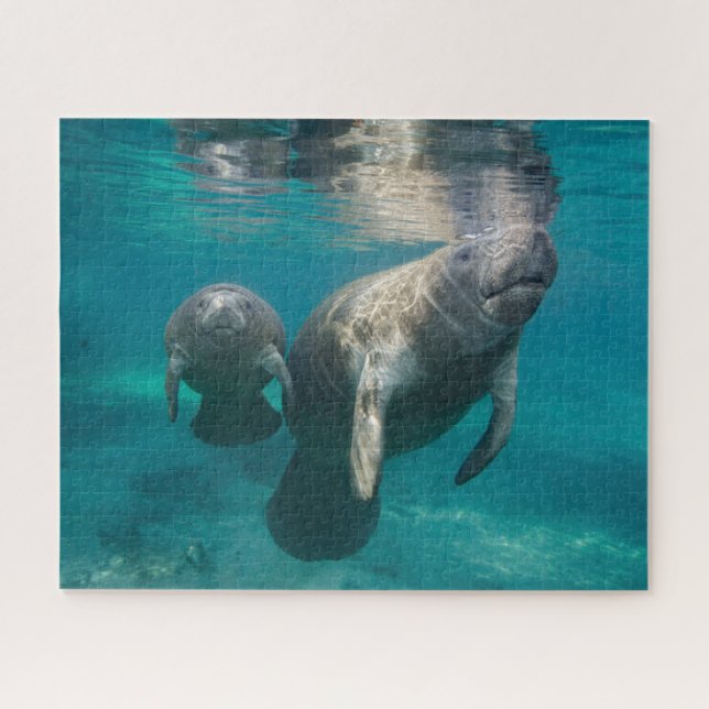 Quebra-cabeça Bebês Mais Pobres | Manateio e Bebê (Horizontal)