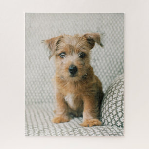 Quebra-cabeça Bebês Mais Pobres Norfolk Terrier Puppy