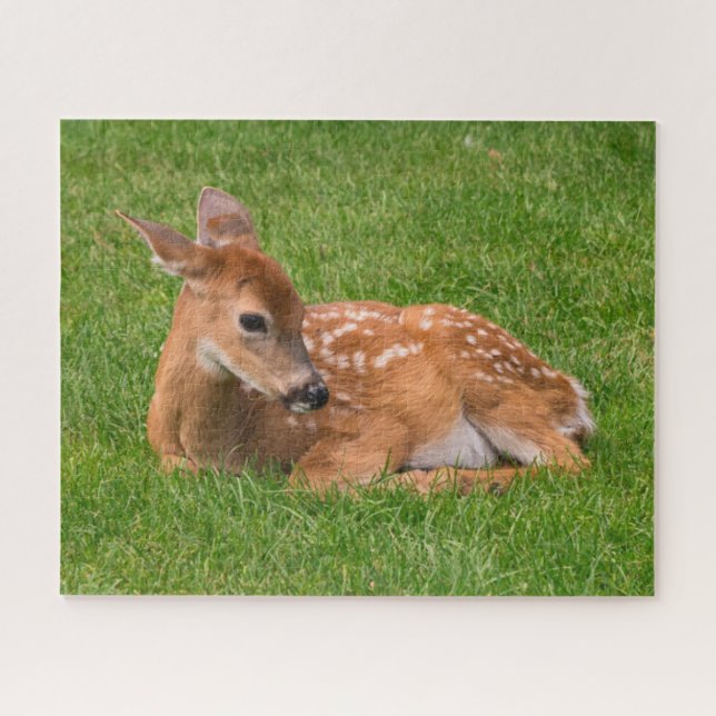 Quebra-cabeça Bebês Mais Pobres | Pequena Fawn (Horizontal)