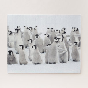 Quebra-cabeça Bebês Mais Pobres Pintinhos Imperadores Pinguins