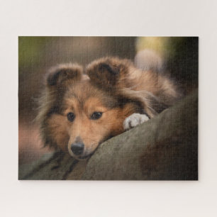 Quebra-cabeça Bebês Mais Pobres Shetland Sheepdog Puppy