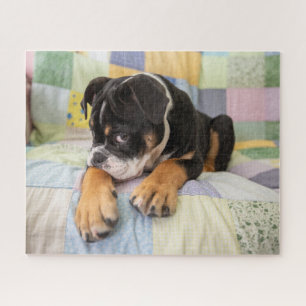 Quebra-cabeça Bebês Mais Pobres Tímido Bulldog Inglês