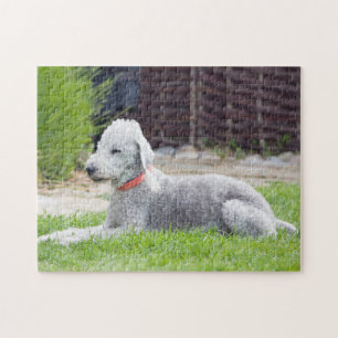 Quebra-cabeça Bedlington Terrier