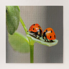 Quebra-cabeça Beijando Ladybugs