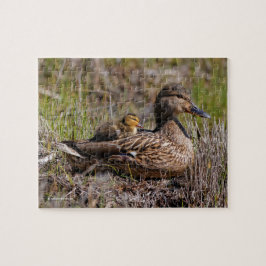 Quebra-cabeça Bela Chillin' Mallard Mãe Duck & Baby Ducking