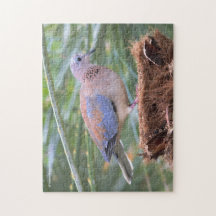 Bela Dove Senegal em toco de árvore