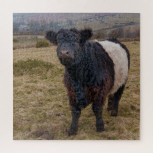 Quebra-cabeça Belga Galloway Sentindo Orgulho em Dartmoor Farmla