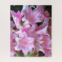 Belladonna Amaryllis Lilies, Cor-de-Rosa