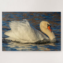 Belo Cisne e Água Azul