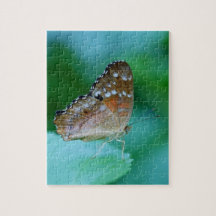 Belo Danaus Plexippus Butterfly em Folha.