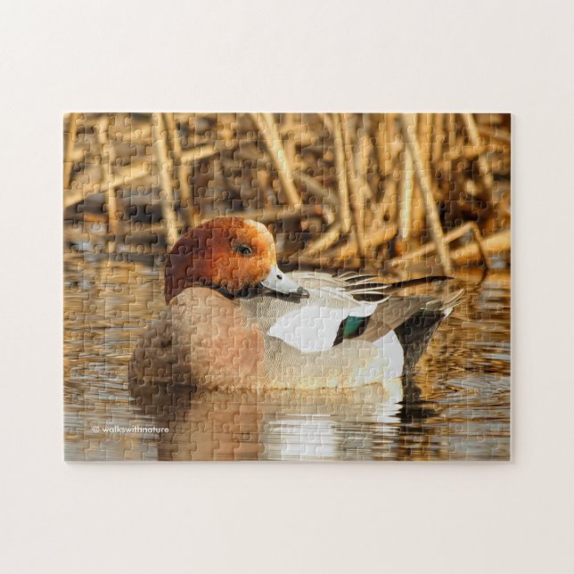 Quebra-cabeça Belo Estranho na Cidade Eurasian Wigeon (Horizontal)