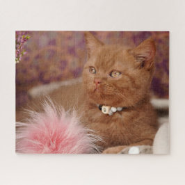 Quebra-cabeça Belo Kitten de Shorthair