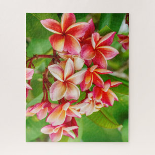 Quebra-cabeça Belos Flores de Plumeria