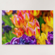 Belos Flores de Tulipas