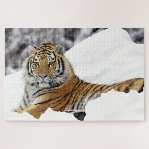 Quebra-cabeça Bengala Tiger te observando na neve