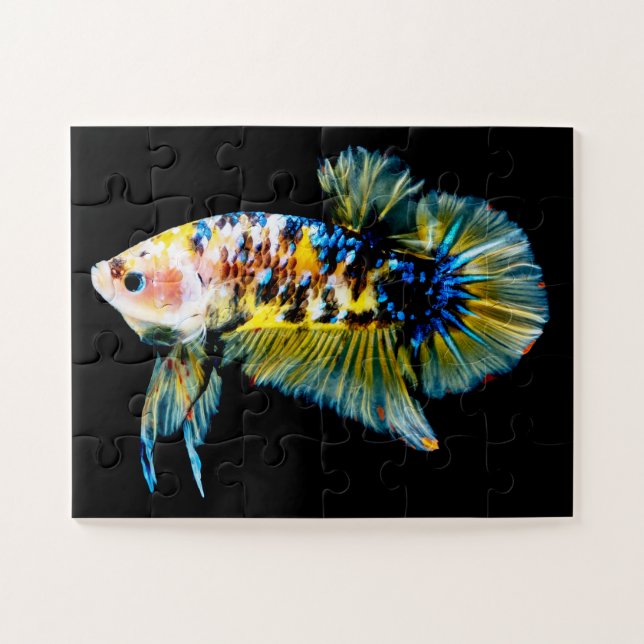 Quebra-cabeça Betta Fish Blue & Dourado (Horizontal)