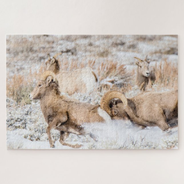 Quebra-cabeça Bighorn Sheep Batalha (Horizontal)
