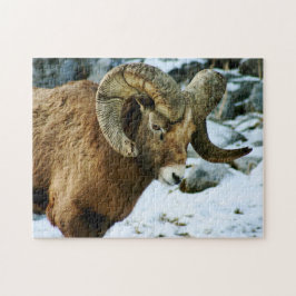 Quebra-cabeça Bighorn Sheep Ram