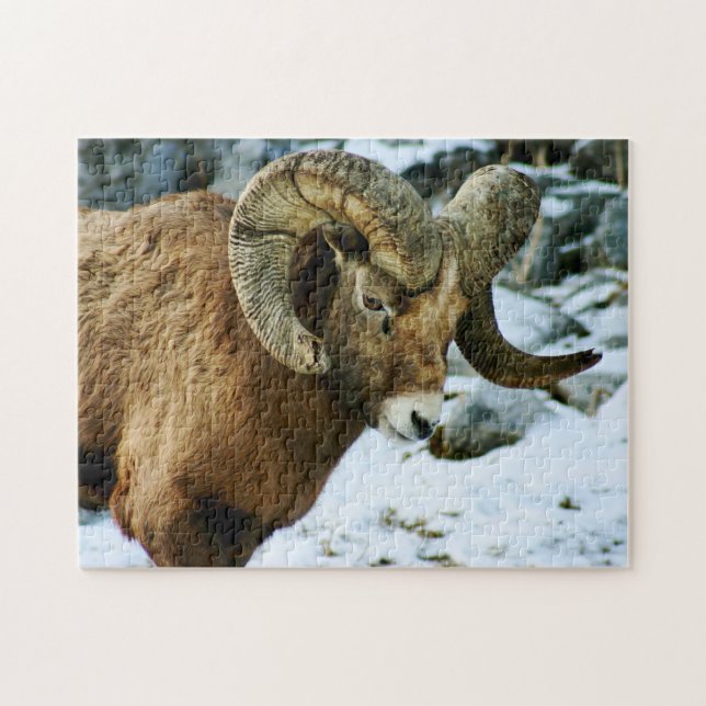 Quebra-cabeça Bighorn Sheep Ram (Horizontal)