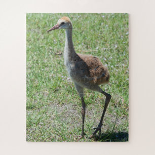Quebra-cabeça Bird Nature Sandhill Crane Willife Fotografia