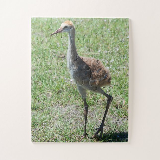 Quebra-cabeça Bird Sandhill Crane Willife Fotografia Natureza (Vertical)