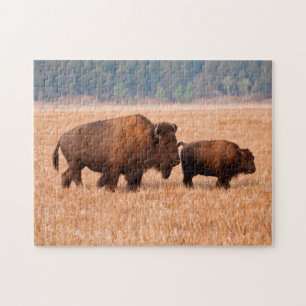 Quebra-cabeça Bisão Americano (Bison bison) Vaca e Bezerro