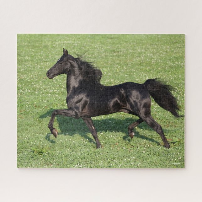 Quebra-cabeça Black Morgan Stallion Mane Tail Fluindo (Horizontal)