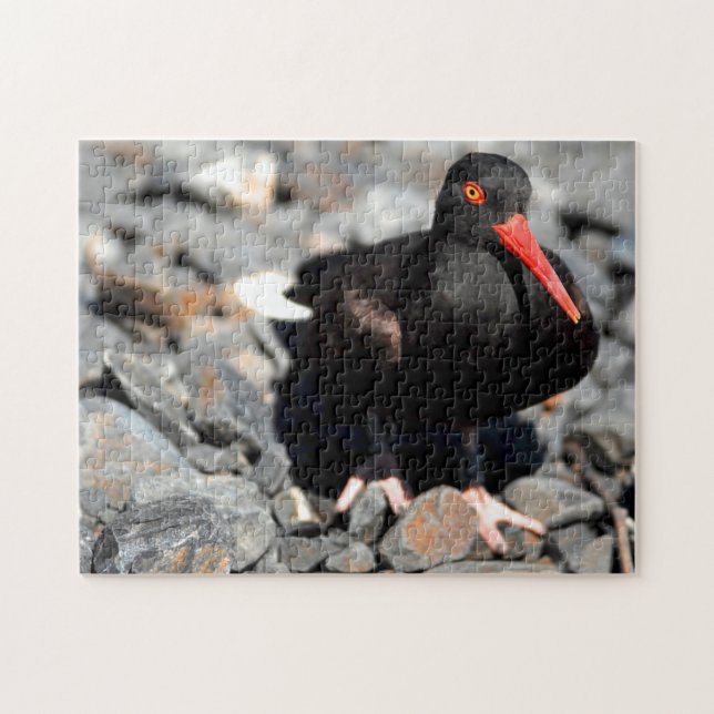 Quebra-cabeça Black Oyster Catcher Alaska. (Horizontal)