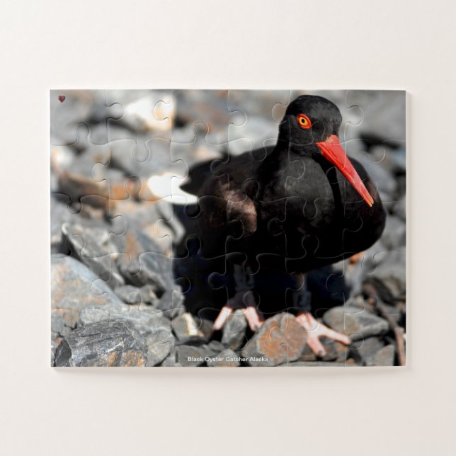 Quebra-cabeça Black Oyster Catcher Alaska (Horizontal)
