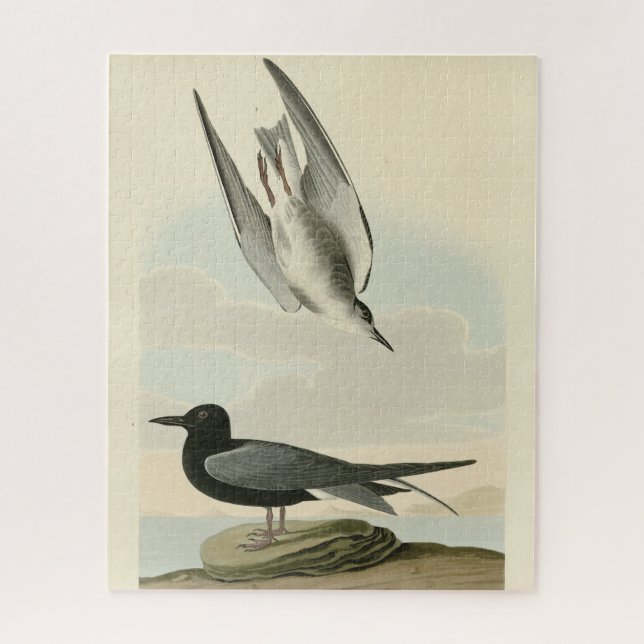 Quebra-cabeça Black Tern from Audubon's Birds of America (Vertical)