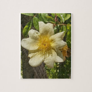 Quebra-cabeça Blanca flor 