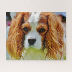 Quebra-cabeça Blenheim Cavalier King Charles Spaniel Dog
