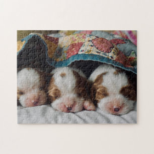 Quebra-cabeça Blenheim Cavalier King Charles Spaniel Puppies
