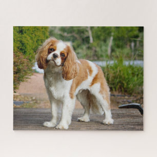 Quebra-cabeça Blenheim Cavalier King Charles Spaniel Puppy Dog