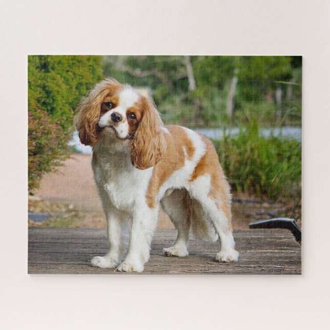 Quebra-cabeça Blenheim Cavalier King Charles Spaniel Puppy Dog (Horizontal)