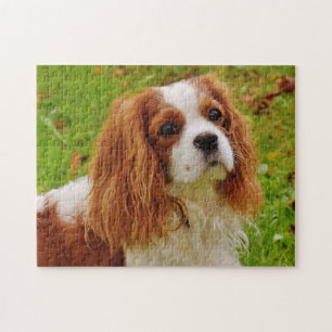 Quebra-cabeça Blenheim Cavalier King Charles Spaniel Puppy Dog